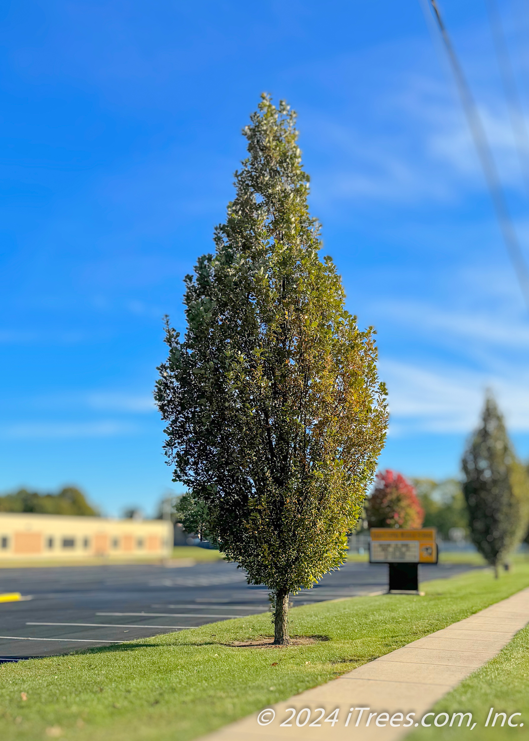 Regal Prince Oak in the fall in a nursery tree farm row